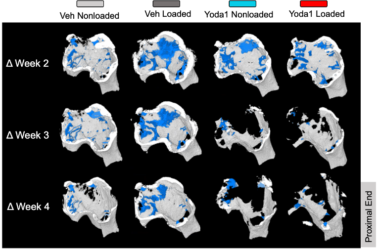 Longitudinal micro-CT visualization of proximal bone changes across vehicle, mechanical loading, Yoda1, and combined treatment conditions in the metastatic breast cancer model.